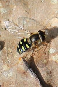 <i>Eupeodes luniger</i>
