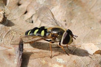 <i>Eupeodes luniger</i>