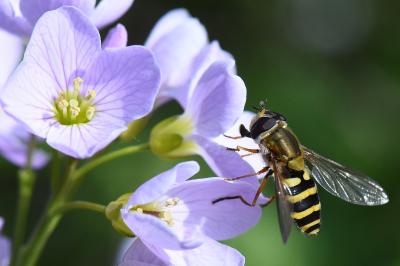 <i>Syrphus ribesii</i>