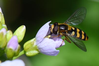 <i>Eupeodes latifasciatus</i>
