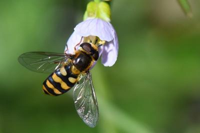 <i>Eupeodes latifasciatus</i>