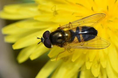 <i>Epistrophe eligans</i>