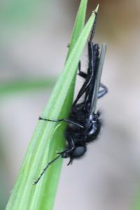 Bibion