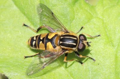 <i>Helophilus pendulus</i>
