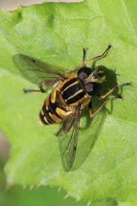 <i>Helophilus pendulus</i>