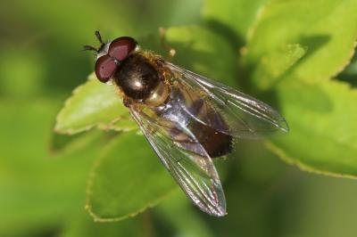 <i>Epistrophe eligans</i>