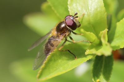 Epistrophe eligans