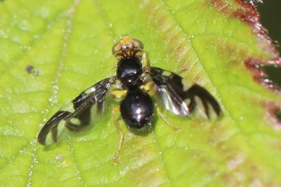 <i>Euleia heraclei</i>