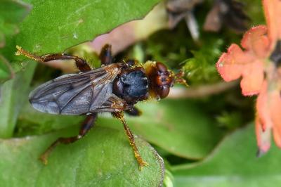 <i>Myopa testacea</i>