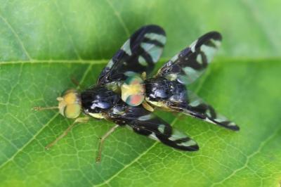 Euleia heraclei