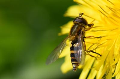 <i>Syrphus ribesii</i>