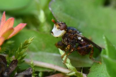 <i>Myopa testacea</i>