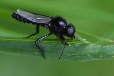 Bibio marci