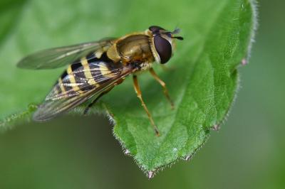 <i>Syrphus ribesii</i>