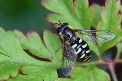 <i>Eupeodes luniger</i>