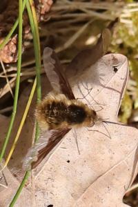 <i>Bombylius major</i>