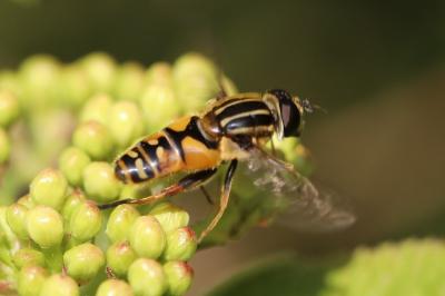 <i>Helophilus pendulus</i>