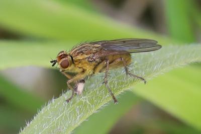<i>Scathophaga stercoraria</i>