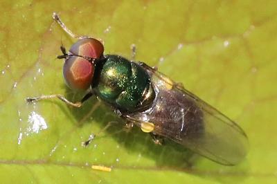 <i>Microchrysa polita</i>