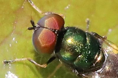 <i>Microchrysa polita</i>