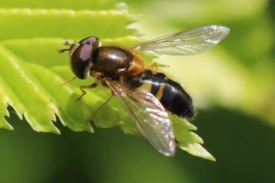 <i>Epistrophe eligans</i>