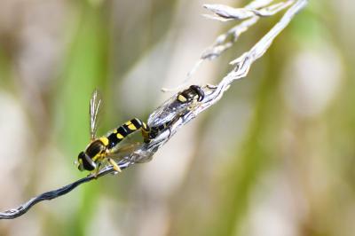 <i>Sphaerophoria scripta</i>