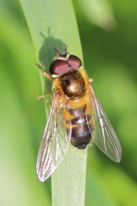 <i>Epistrophe eligans</i>