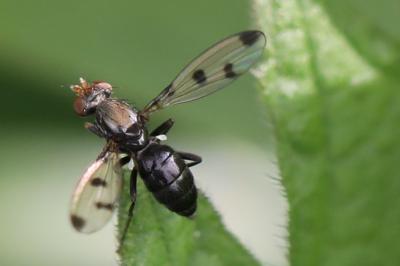 <i>Geomyza tripunctata</i>