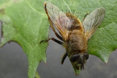<i>Tachina lurida</i>