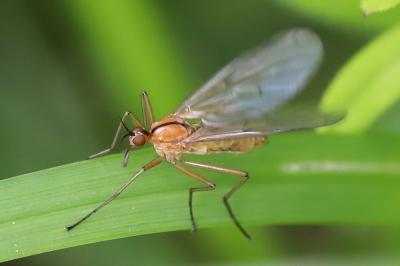 <i>Empis stercorea</i>
