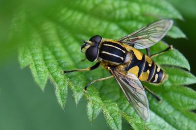 <i>Helophilus pendulus</i>