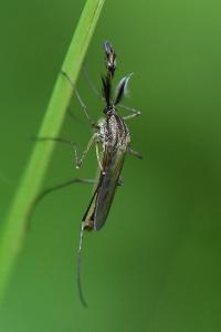 <i>Aedes geniculatus</i>
