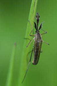 <i>Aedes geniculatus</i>
