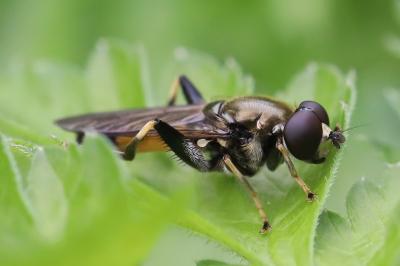 Xylota segnis