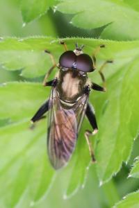 <i>Xylota segnis</i>