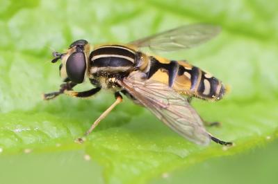 <i>Helophilus pendulus</i>
