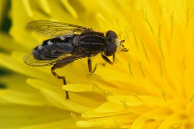 Anasimyia transfuga