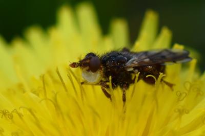 <i>Myopa tessellatipennis</i>