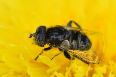 <i>Eristalinus sepulchralis</i>
