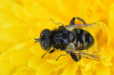 <i>Eristalinus sepulchralis</i>