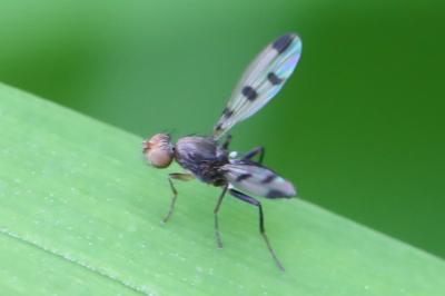 <i>Geomyza tripunctata</i>