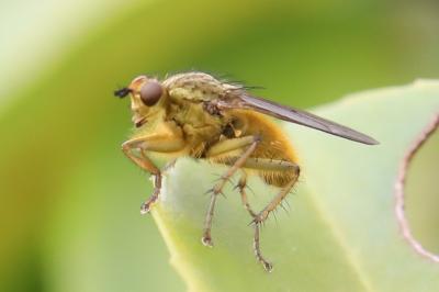 <i>Scathophaga stercoraria</i>