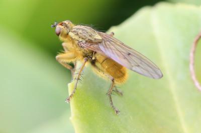 <i>Scathophaga stercoraria</i>