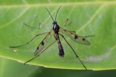 <i>Ptychoptera contaminata</i>
