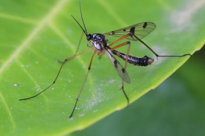 <i>Ptychoptera contaminata</i>