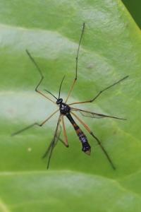 <i>Ptychoptera contaminata</i>