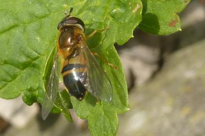 <i>Epistrophe eligans</i>