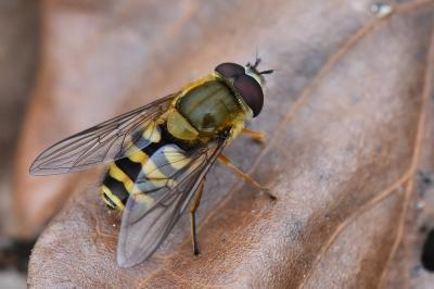 <i>Syrphus vitripennis</i>