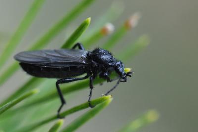 Bibion