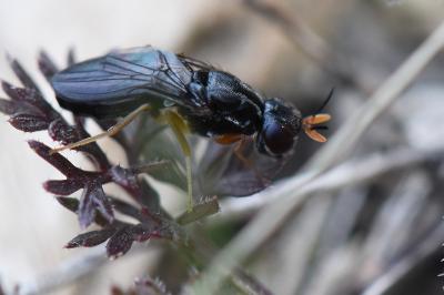 <i>Chyliza extenuata</i>